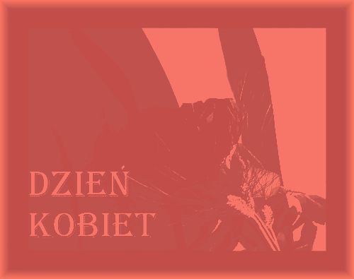Mężczyzna z bordową różą na dzień kobiet